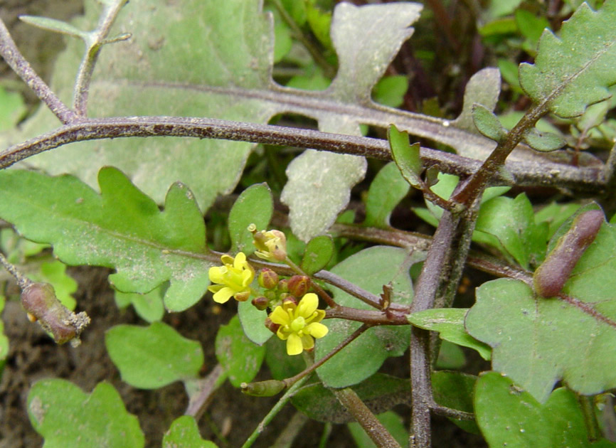 Изображение особи Rorippa palustris.