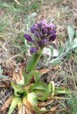 Anacamptis morio ssp. caucasica