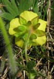 Potentilla depressa