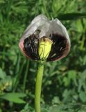 Papaver stevenianum. Цветок (розовая форма) с двумя облетевшими лепестками. Крым, окр. Симферополя, с. Трудовое, край поля. 2 мая 2013 г.