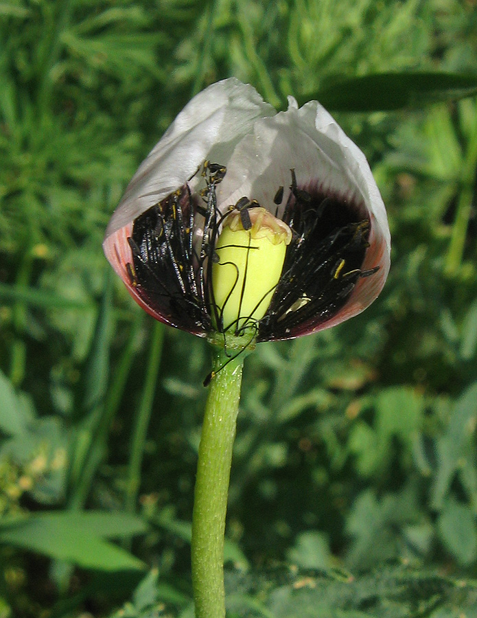 Изображение особи Papaver stevenianum.