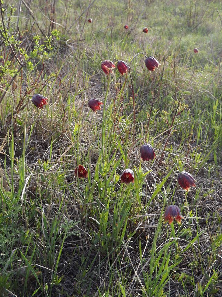 Изображение особи Fritillaria meleagroides.