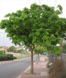 Albizia lebbeck. Цветущее дерево. Израиль, г. Беэр-Шева, городское озеленение. 15.05.2013.