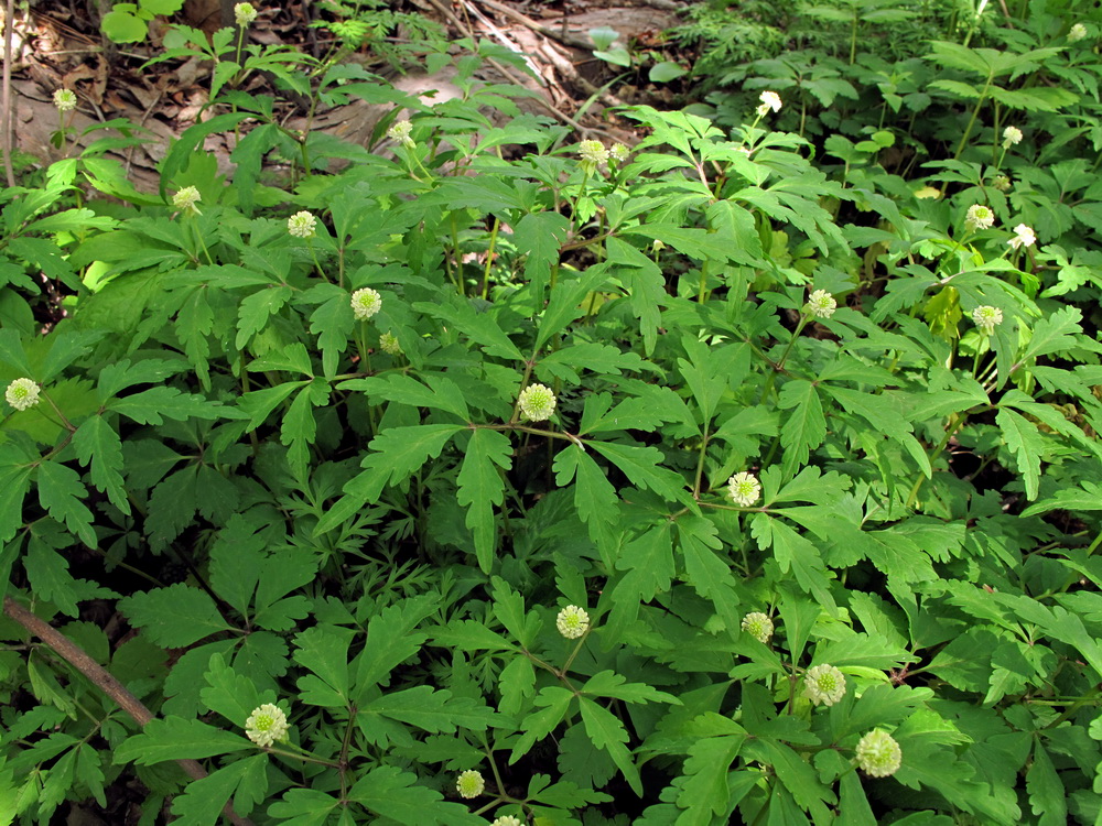 Изображение особи Anemone reflexa.