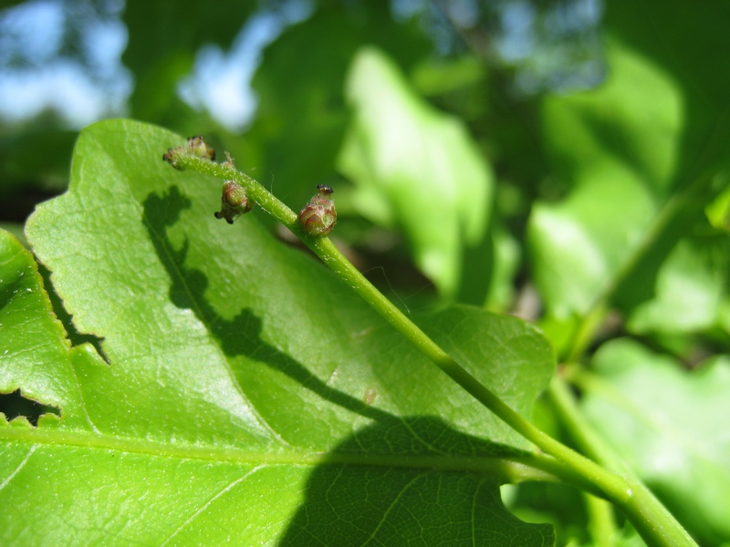 Изображение особи Quercus robur.