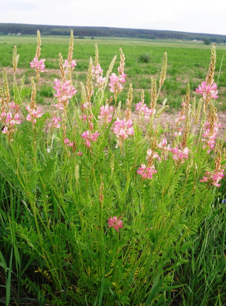 Изображение особи Onobrychis arenaria.
