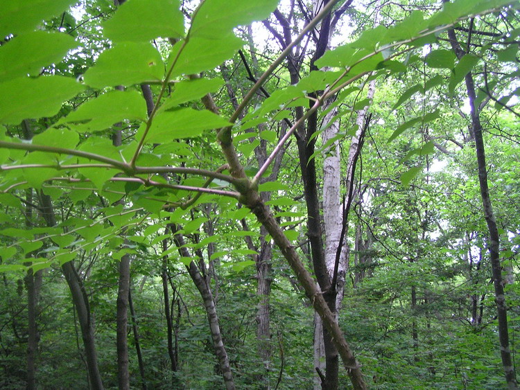 Image of Aralia elata specimen.