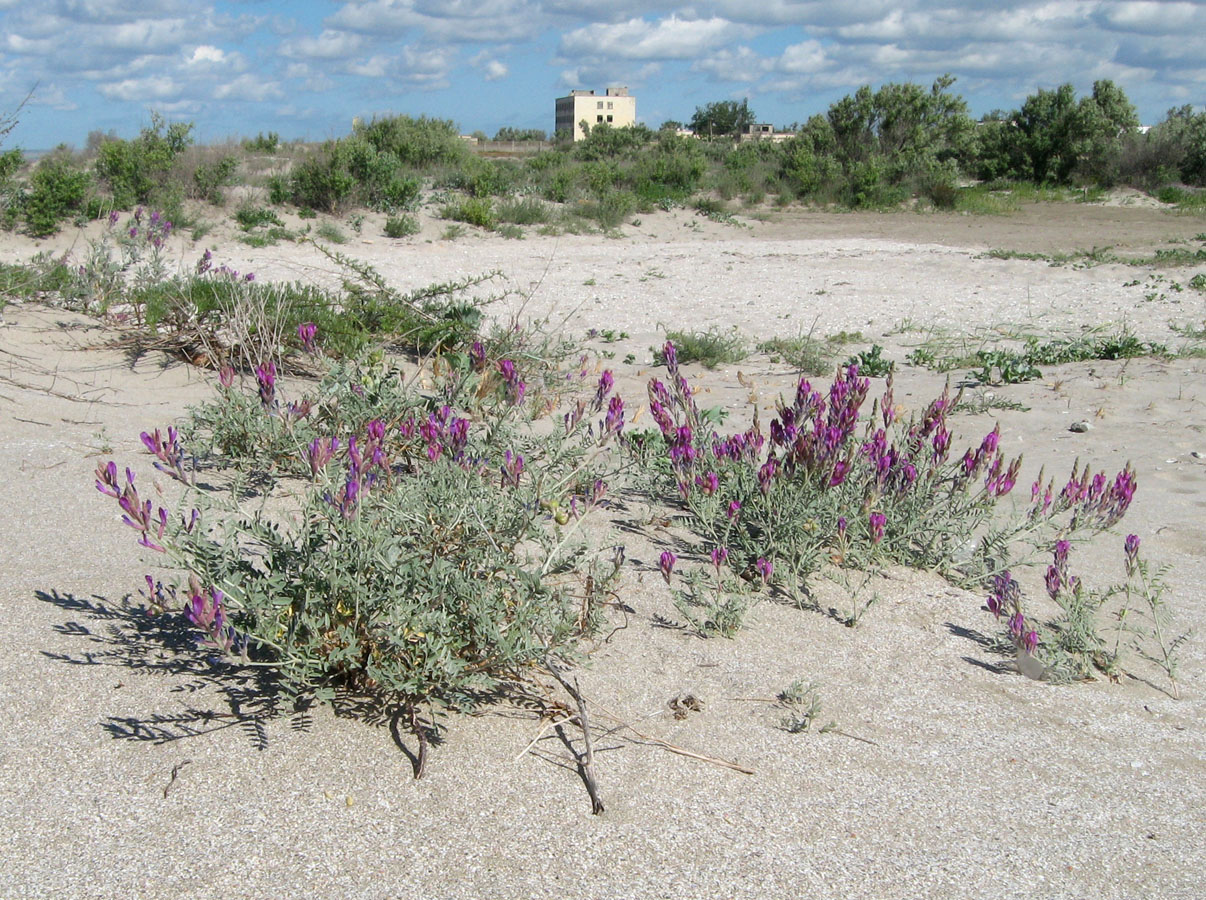 Image of Astragalus varius ssp. eupatoricus specimen.