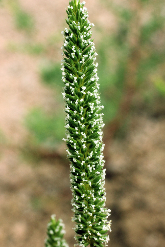 Image of Phleum phleoides specimen.