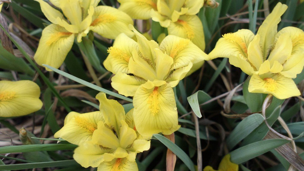 Изображение особи Iris humilis.