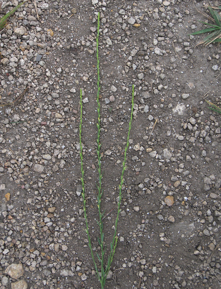 Image of Thymelaea passerina specimen.