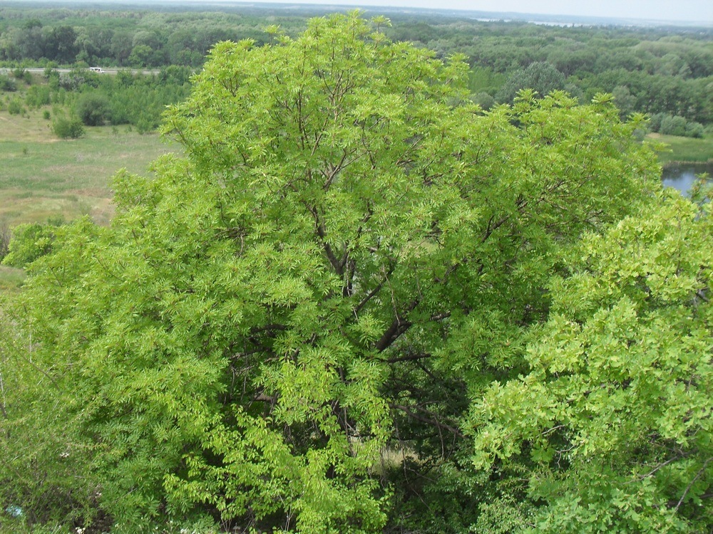 Image of Fraxinus excelsior specimen.