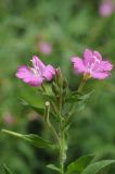 Epilobium hirsutum. Верхушка цветущего и плодоносящего растения. Казахстан, хр. Шолак, северней вдхр. Капчагай, ущ. Кызылаус, возле ручья. 07.07.2013.