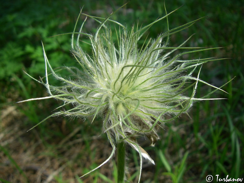 Изображение особи Pulsatilla taurica.