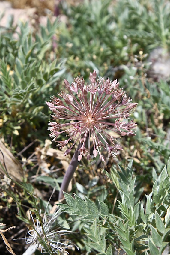 Image of Allium protensum specimen.
