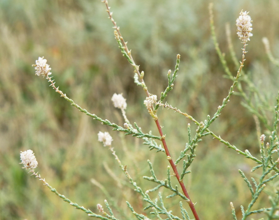 Image of Tamarix ramosissima specimen.