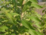 Oenothera villosa