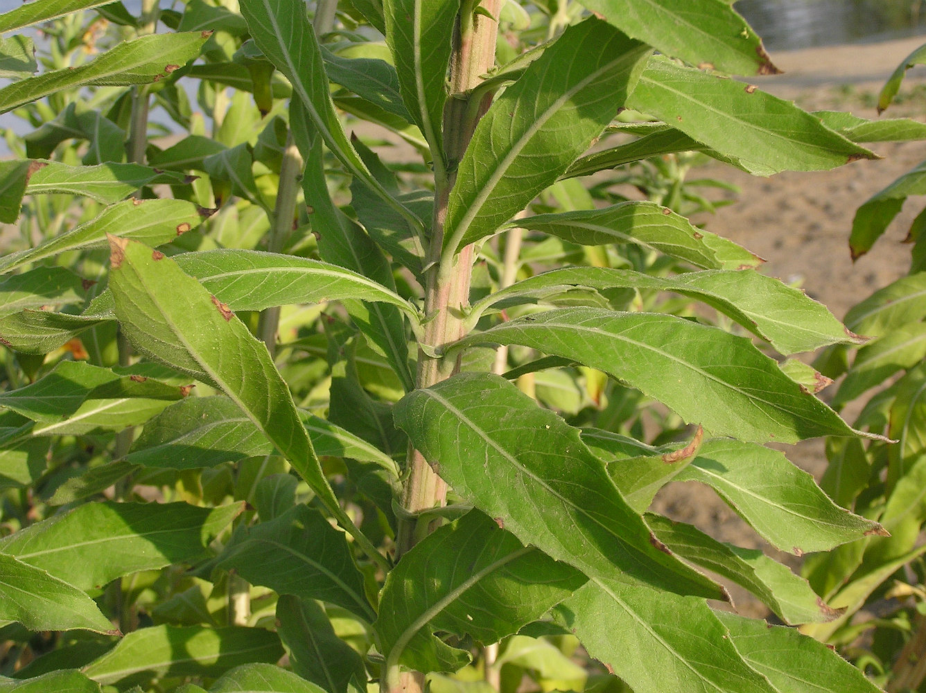 Image of Oenothera villosa specimen.