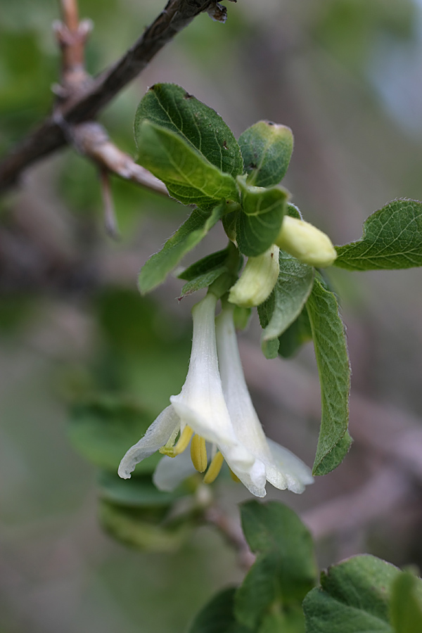 Image of Lonicera tianschanica specimen.