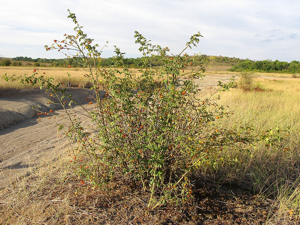 Image of genus Rosa specimen.