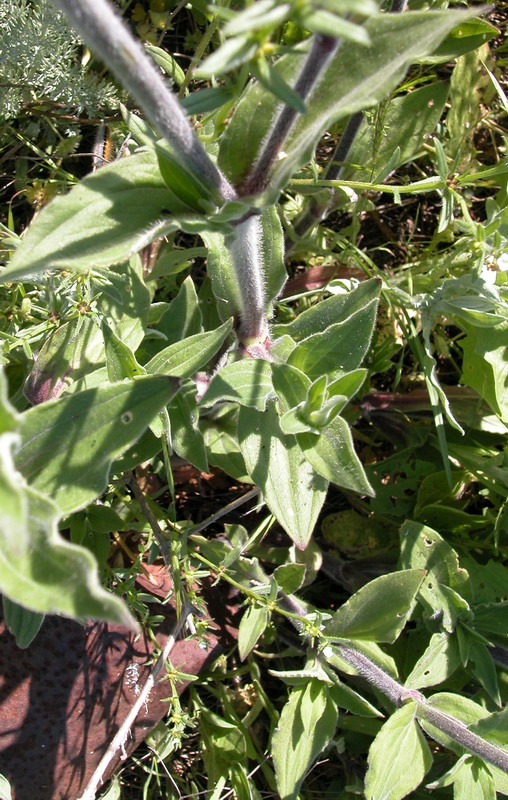 Image of Melandrium latifolium specimen.