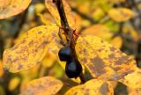 Cotoneaster lucidus. Часть плодоносящей ветви, с листьями в осенней окраске и пятнами, вызванными фитопатогенным грибом Phoma aliena (Fr.) Aa & Boerema (=Phyllosticta cotoneastri Allesch.). Подмосковье, окр. г. Одинцово, мелколесье на берегу небольшого пруда. Октябрь 2013 г.