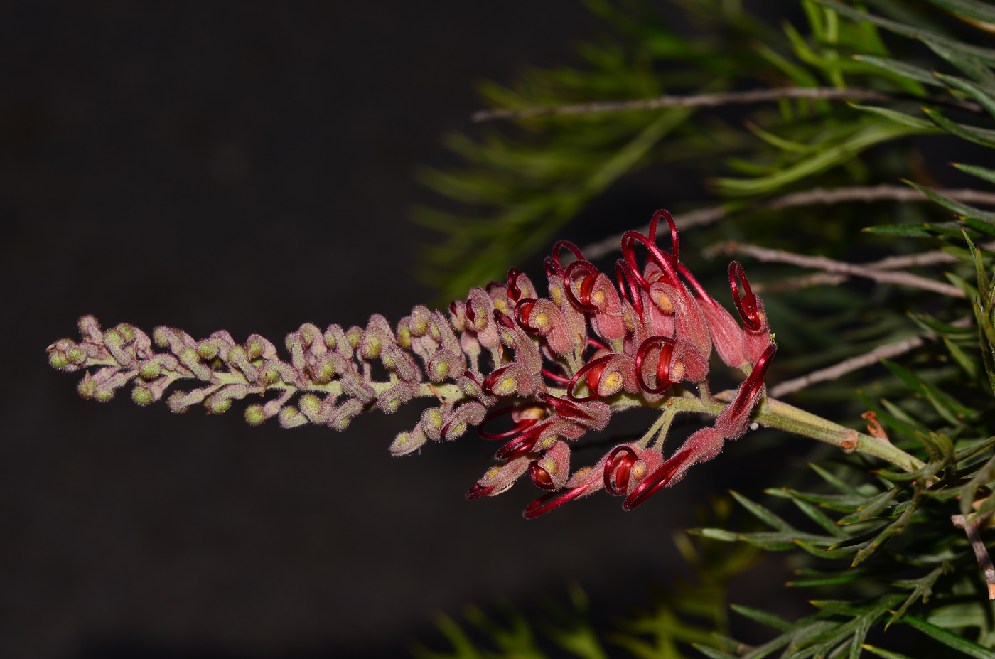 Image of Grevillea banksii specimen.