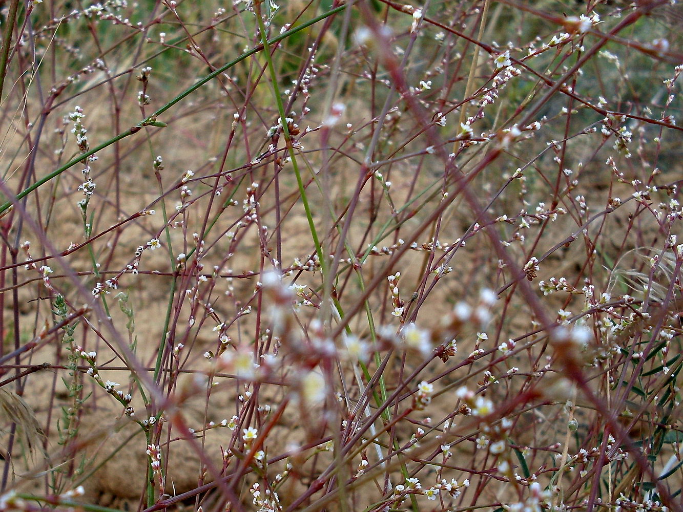 Image of genus Polygonum specimen.