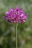 Allium severtzovioides