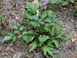Astilbe chinensis разновидность davidii. Побеги. Германия, г. Дюссельдорф, Ботанический сад университета. 14.08.2013.