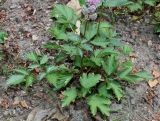 Astilbe разновидность davidii