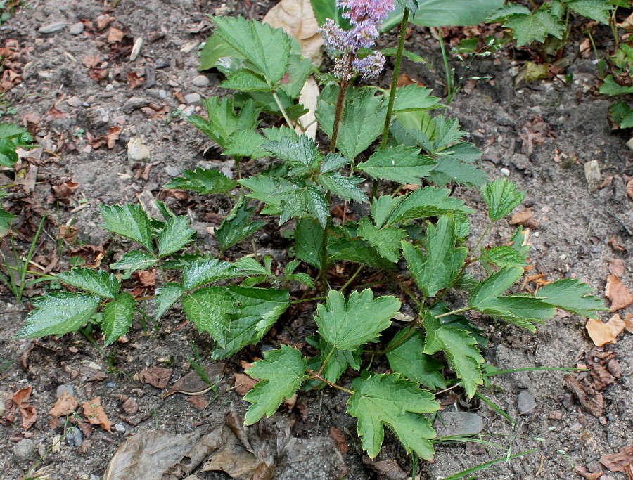 Image of Astilbe chinensis var. davidii specimen.