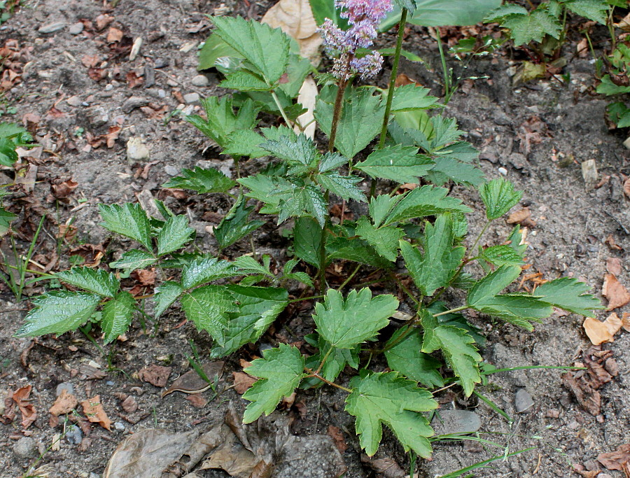 Изображение особи Astilbe chinensis var. davidii.