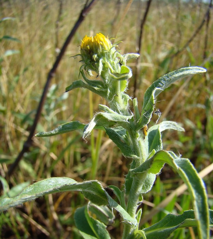 Image of Inula britannica specimen.