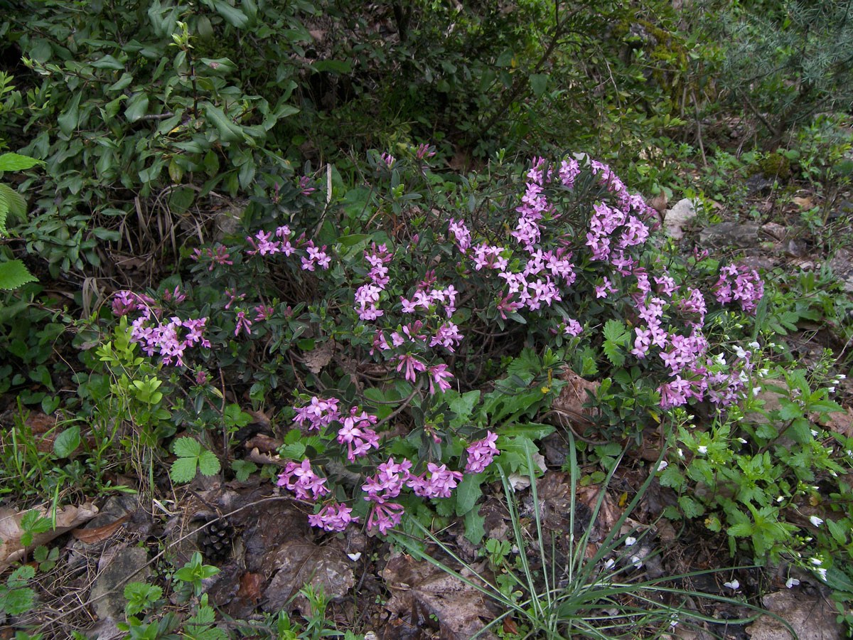 Image of Daphne woronowii specimen.