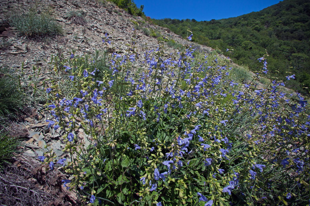 Изображение особи Salvia ringens.