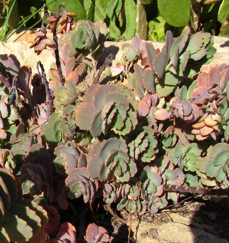 Image of Kalanchoe fedtschenkoi specimen.