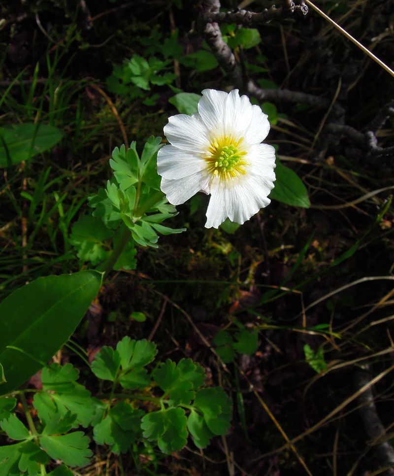 Изображение особи Callianthemum sajanense.