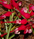 Grevillea rosmarinifolia