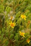 Trixis californica. Побеги с соцветиями. США, Калифорния, Joshua Tree National Park. 19.02.2014.