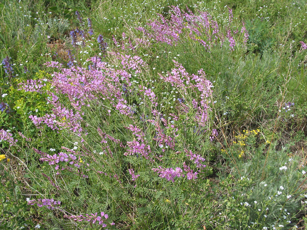 Изображение особи Astragalus macropterus.