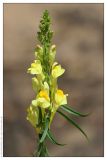 Linaria vulgaris