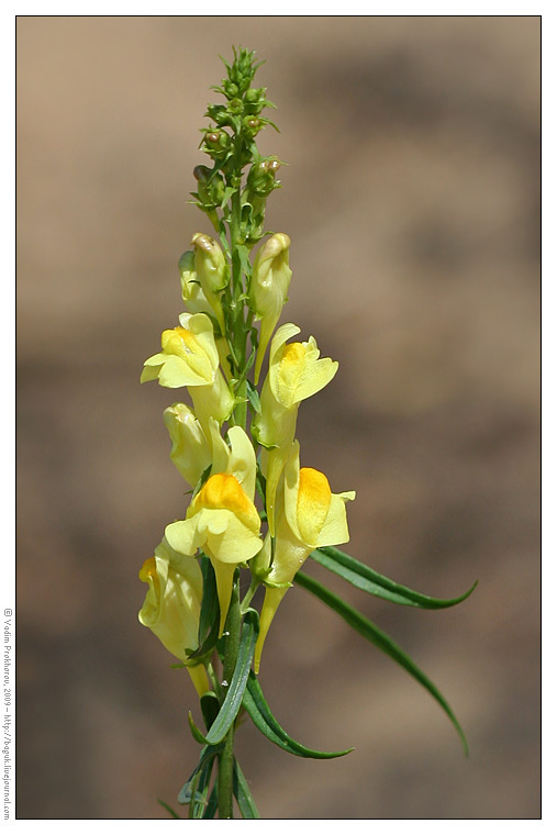 Image of Linaria vulgaris specimen.