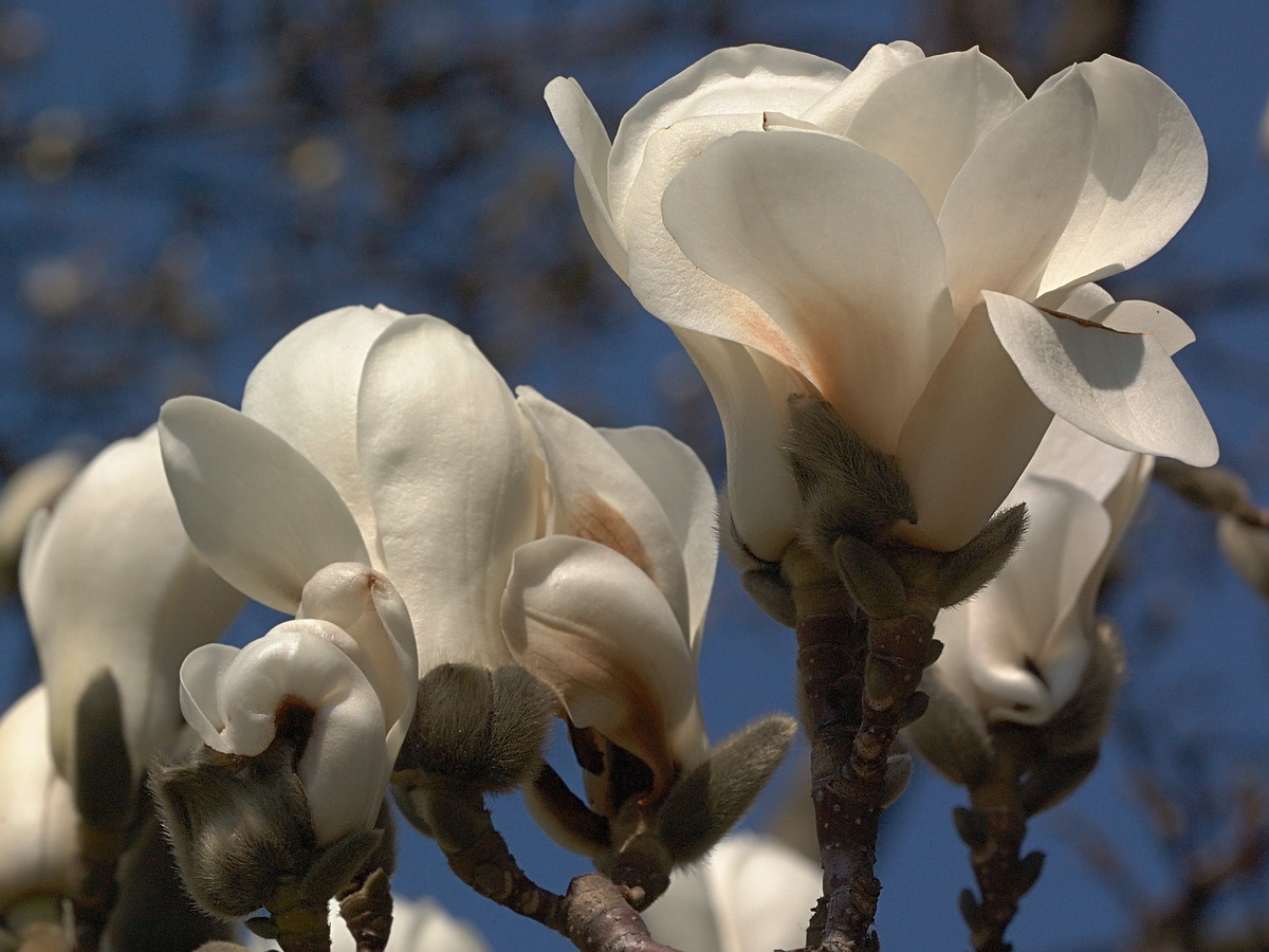 Image of Magnolia denudata specimen.