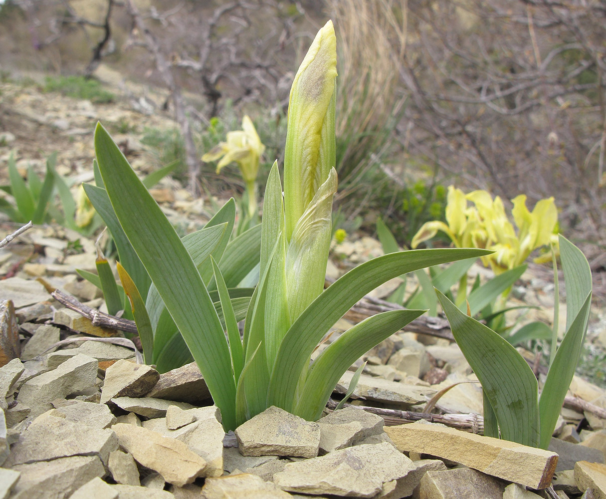 Image of Iris pumila specimen.