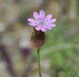 Petrorhagia dubia