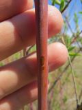 Salix acutifolia