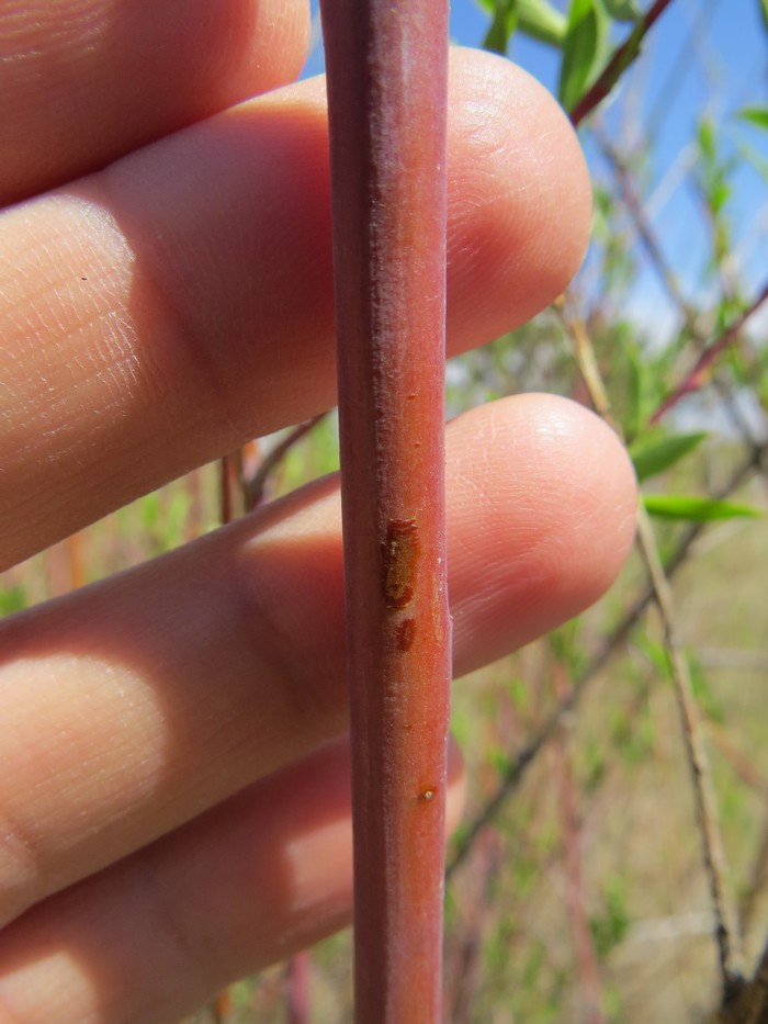 Image of Salix acutifolia specimen.