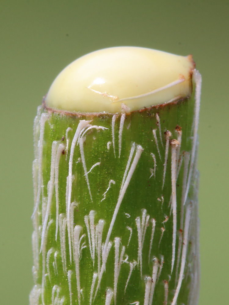 Image of Papaver orientale specimen.