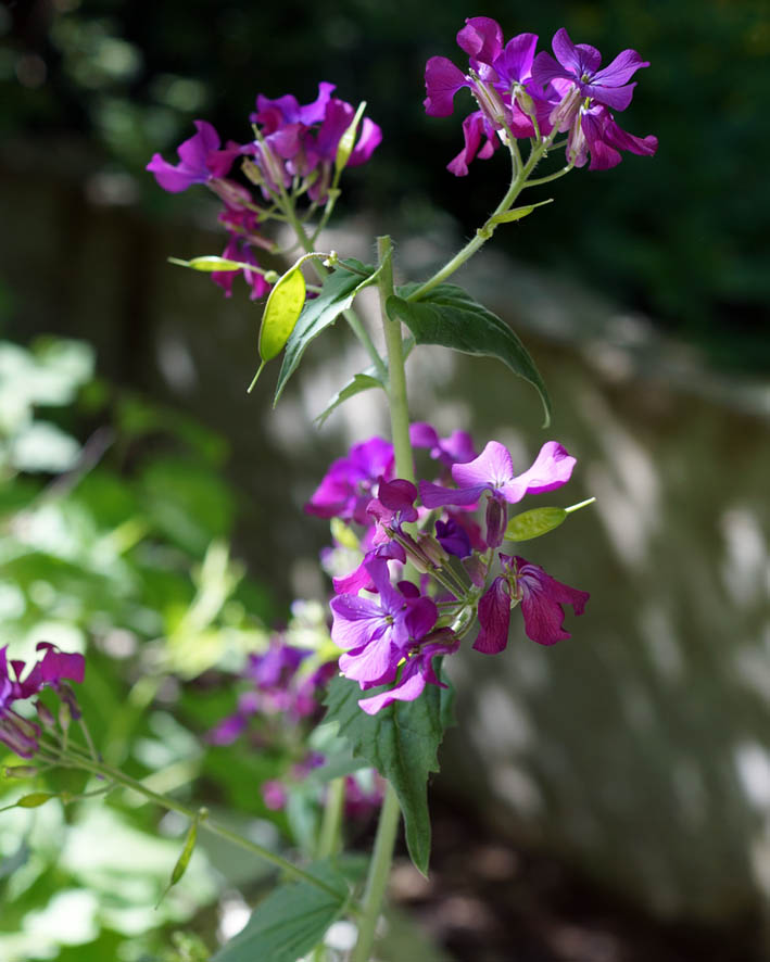 Изображение особи Lunaria annua.